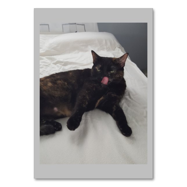 Pieles suaves, gatos, tarjetas flash de lectura ad (Anverso)