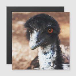 Piercing Eyes of the Outback Magnetic Card