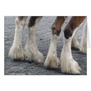 Pies de plumas (interior en blanco)