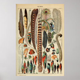 Pieza de pájaro Vintage Impresión Plumas Decoració