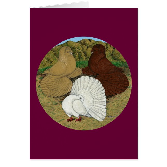 Pigeon Combo (Frente)