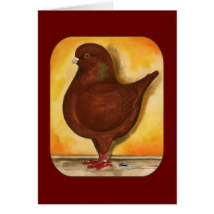 Pigeon Modena Red Schietti