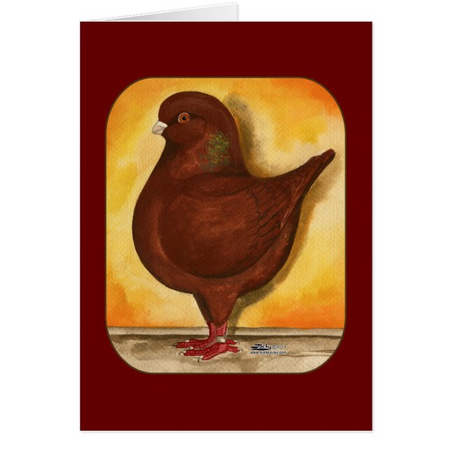 Pigeon Modena Red Schietti (Frente)