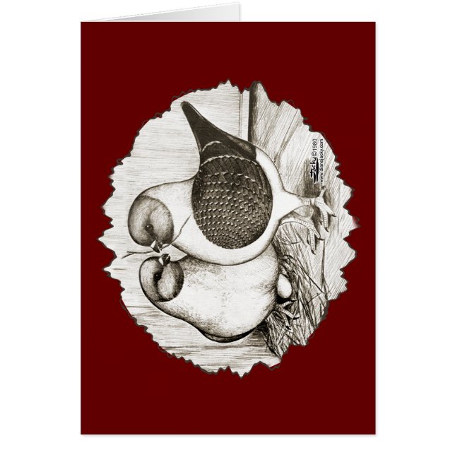 Pigeons Modena Gazzi (Frente)