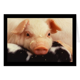 Piglet Pig Adorable Cara Snack