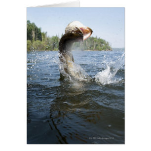 Pike septentrional saltando del agua en un lago.