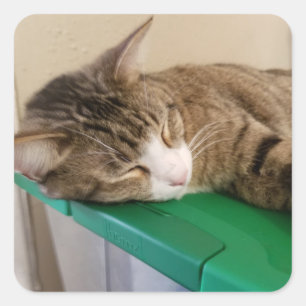 Pila corta para los Pegatinas del gato