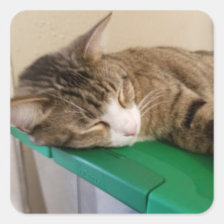 Pila corta para los Pegatinas del gato