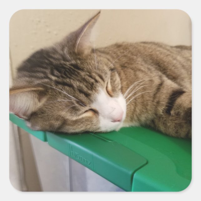 Pila corta para los Pegatinas del gato (Anverso)