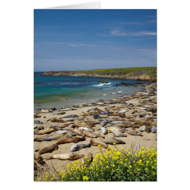 Pila de focas elefante (Frente)