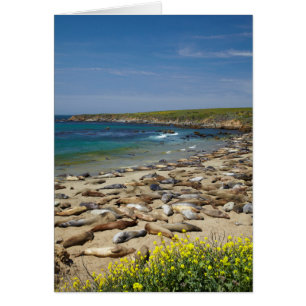 Pila de focas elefantes