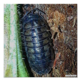 Pill Bug (foto) - Impresión fotográfica