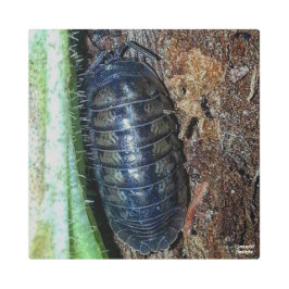 Pill Bug (foto) - Impresión Metalizado