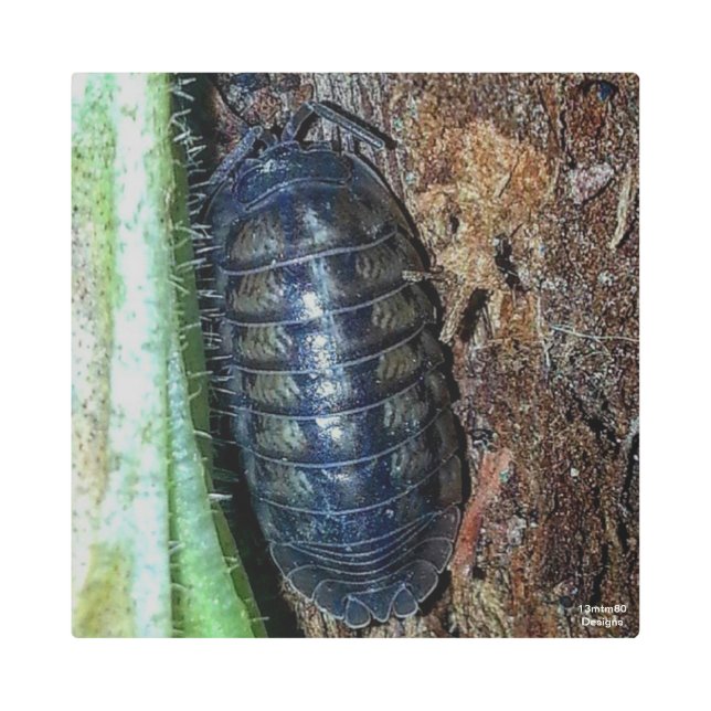 Pill Bug (foto) - Impresión Metalizado (Anverso)