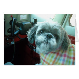 Piloto de Shih Tzu