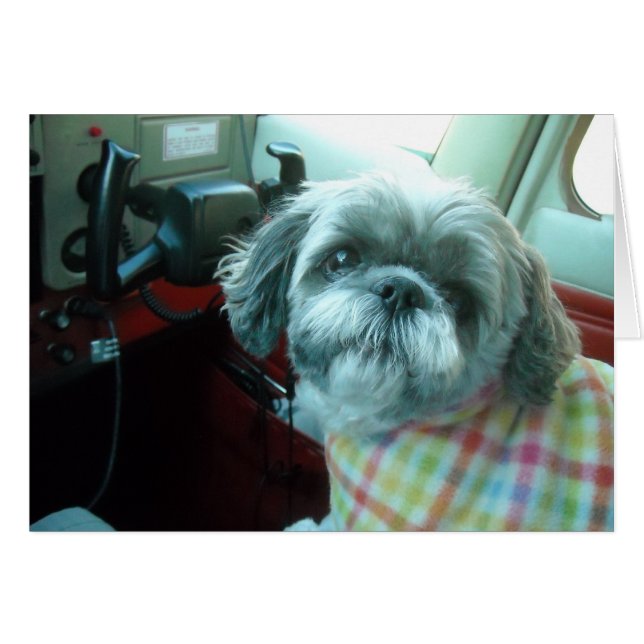 piloto Shih Tzu (Anverso (Horizontal))