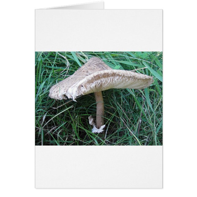 Pilz mit hübschem Hut (Frente)