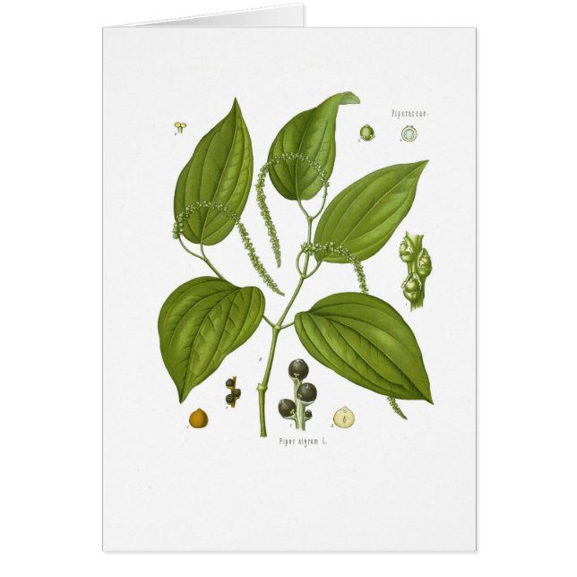 Pimienta negra (Frente)