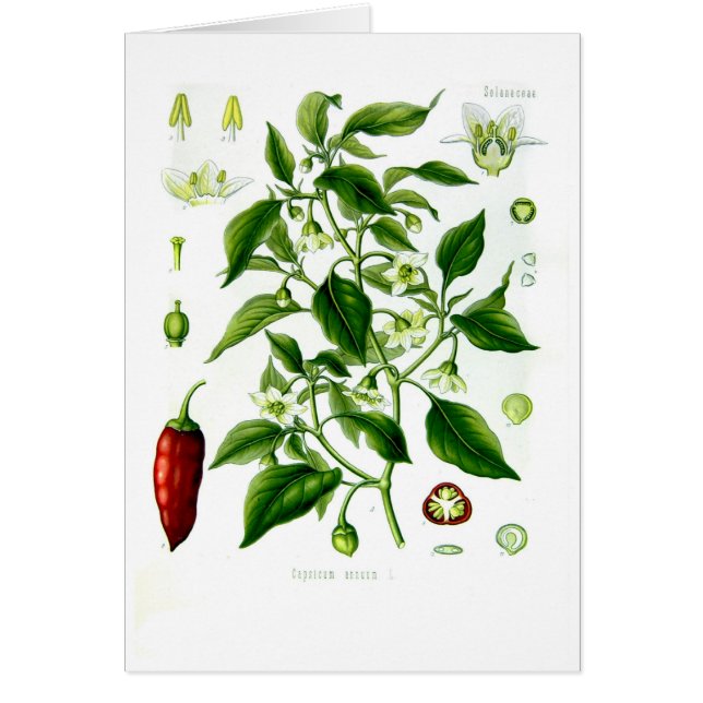 Pimiento annuum (pimienta de cayena) (Frente)