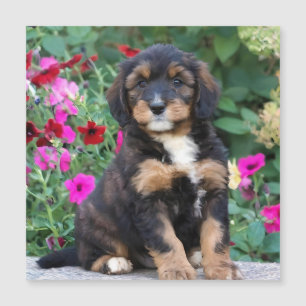 Pimito bernedoodle en petunias