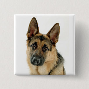 Pin del botón del perro pastor alemán