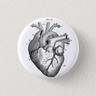 Pin del botón Diagrama Anatómico del Corazón Human