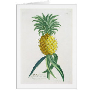 Piña grabada por Juan Jacobo Haid (1704-67)