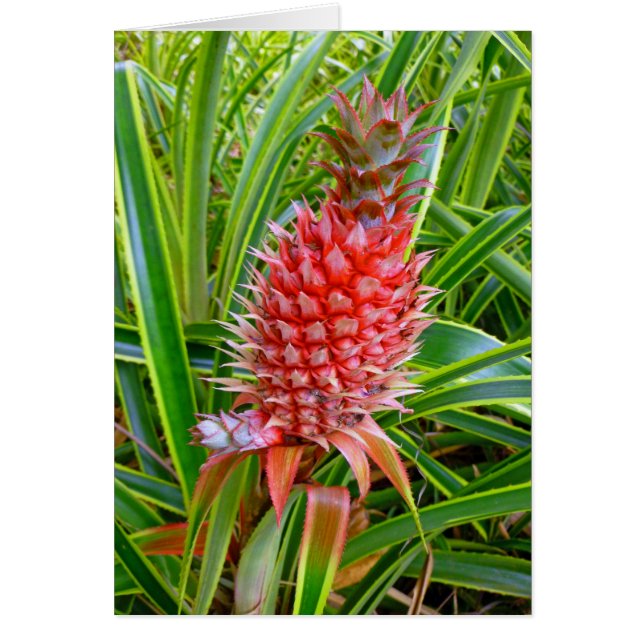 Piña hawaiana (Frente)
