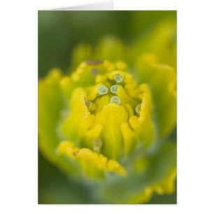 Pincel dorado indio Castilleja 2