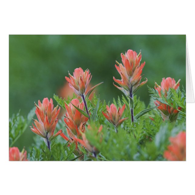 Pincel indio, Castilleja miniata, Ouray, (Anverso (Horizontal))