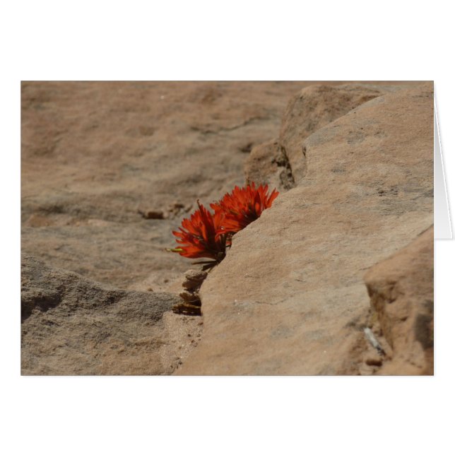 Pincel indio en rocas en Zion (Anverso (Horizontal))