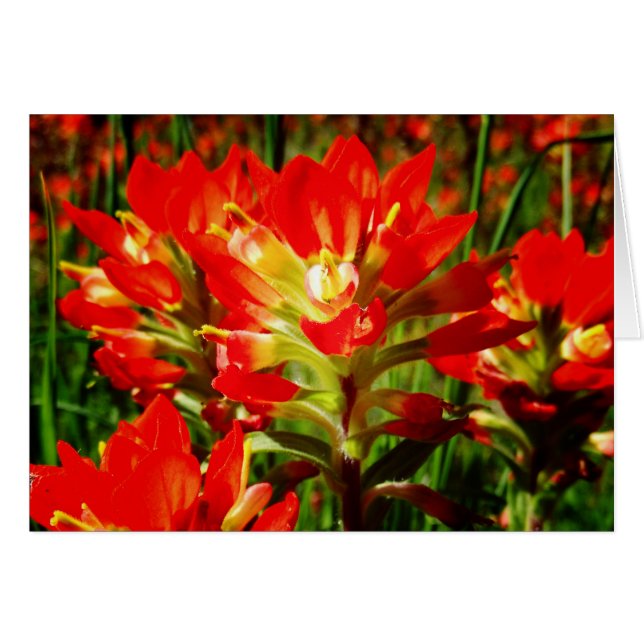 Pincel Indio Rojo Texas Wildflower Blanc (Anverso (Horizontal))