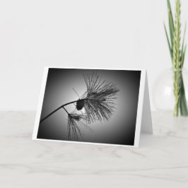 Pine Cone On Branch - Noir, tarjeta