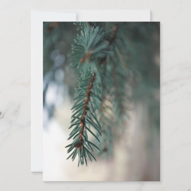 Pine Trees (Anverso)