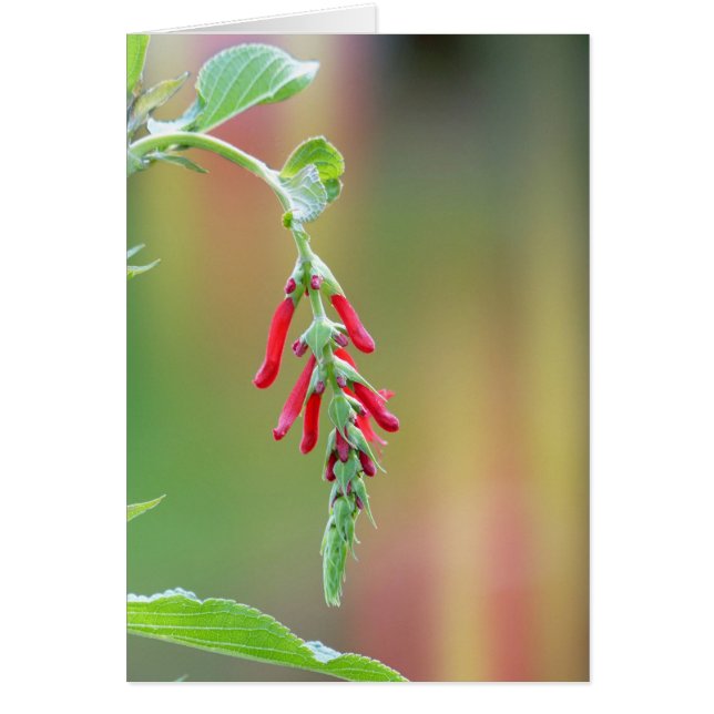 Pineapple Sage Bloom (Frente)
