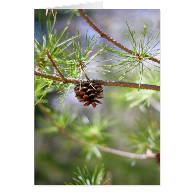 Pinecone - Blank (Frente)