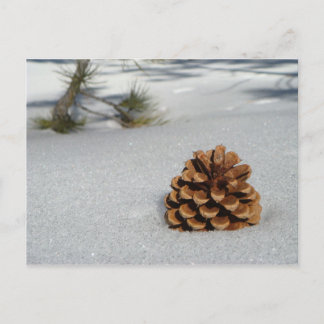Pinecone en la tarjeta postal de nieve