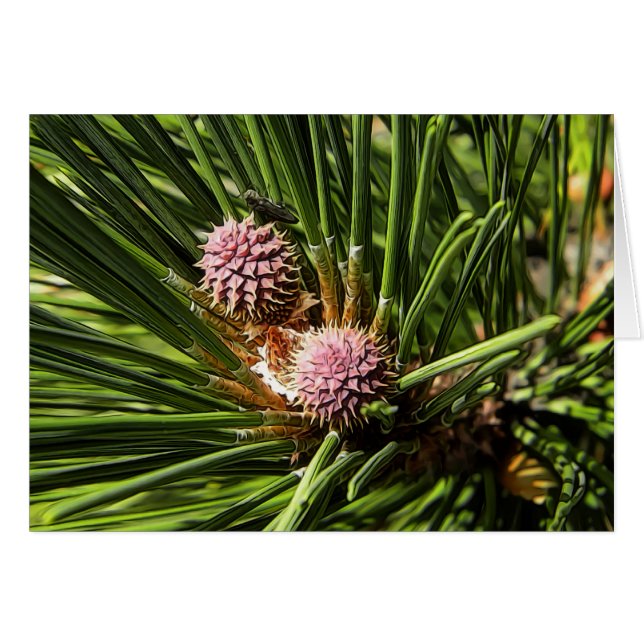 Pinefluente (Anverso (Horizontal))