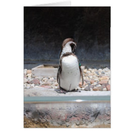 Pingüino