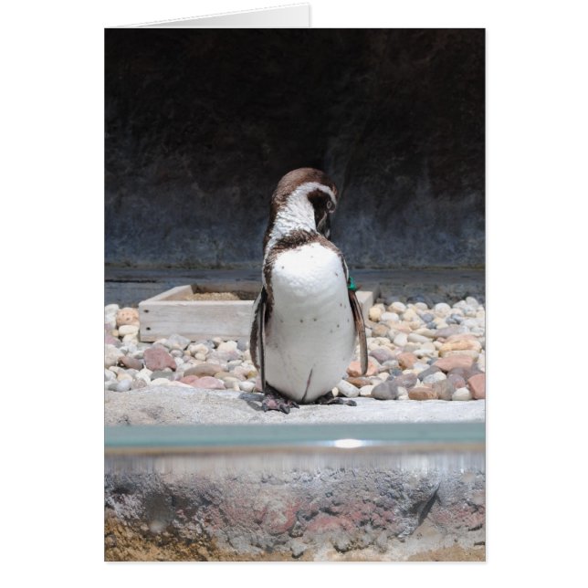 Pingüino (Frente)