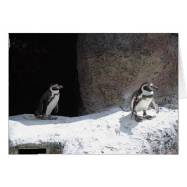 Pingüino