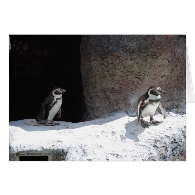 Pingüino (Anverso (Horizontal))