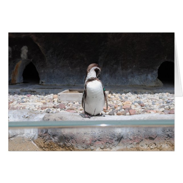 Pingüino (Anverso (Horizontal))
