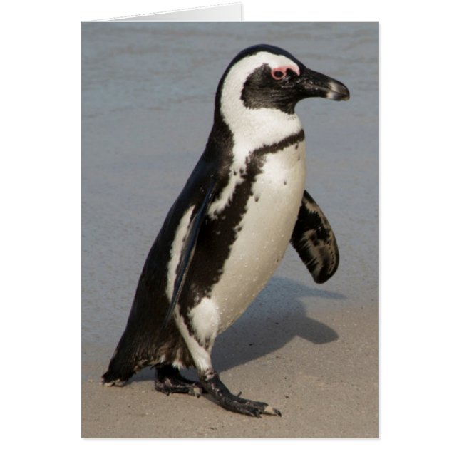 Pingüino Africano Caminando (Frente)