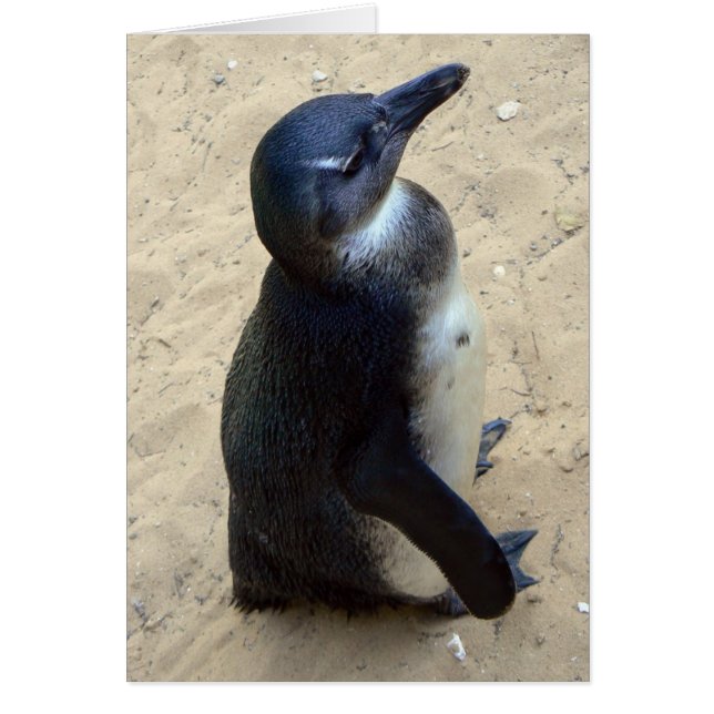 Pingüino blanco (Frente)