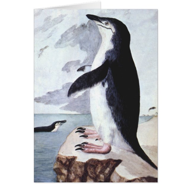 Pingüino Chinstrap vintage, aves de la Antártida (Frente)