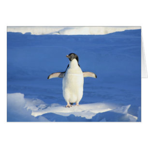 Pingüino con tarjeta en blanco de nieve
