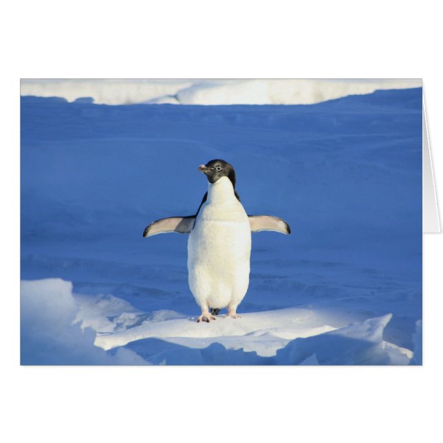 Pingüino con tarjeta en blanco de nieve (Anverso (Horizontal))