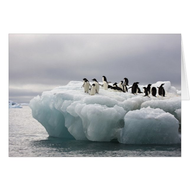 Pingüino de Adelia Pygoscelis adeliae), (Anverso (Horizontal))