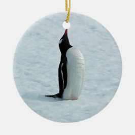 Pingüino de Gentoo en el ornamento de la Antártida